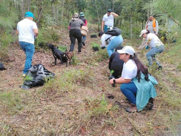 Las especies sembradas, principalmente pinos, robles y encinos, fueron seleccionadas por su adaptación al ecosistema del Distrito Central.