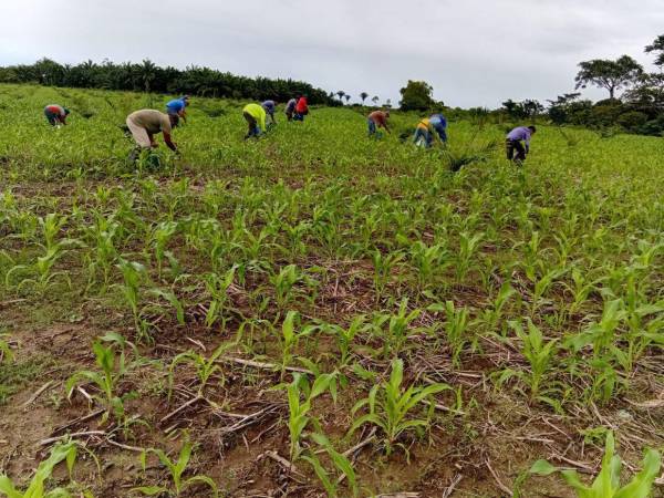 Los pequeños productores de las zonas rurales de 22 municipios del país son beneficiados a través de Proinorte que es impulsado por el gobierno de la República.