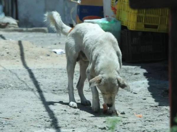 De acuerdo con la normativa, los criaderos registrados únicamente pueden cruzar a las hembras caninas una vez al año.
