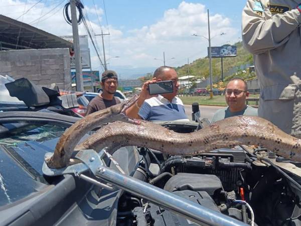 El momento de mayor tensión se vivió cuando el mecánico retiraba una manguera del motor y se encontró cara a cara con una enorme boa enrollada entre las piezas. Aquí el inesperado hallazgo.