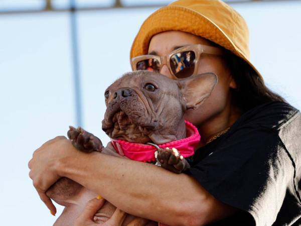 En la edición más reciente del emblemático concurso “Perro Más Feo del Mundo”, celebrado en el Sonoma County Fair en Santa Rosa, California, una adorable mezcla de bulldog inglés y francés sin pelo llamada Petunia se llevó.