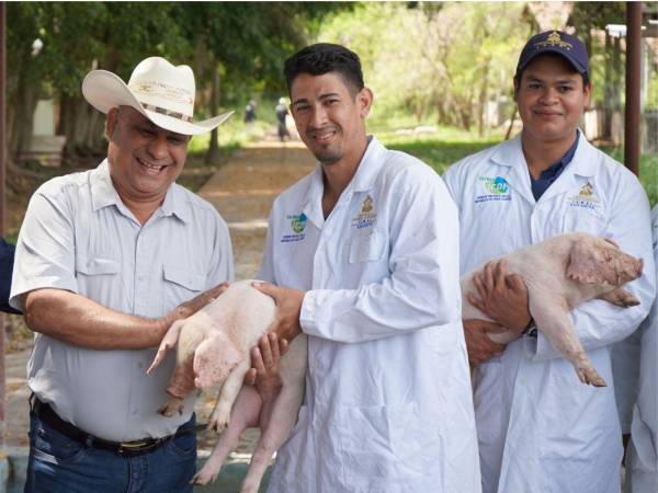 Los productores de los departamentos de Choluteca, Yoro y Olancho, recibieron las parejas de ejemplares porcinos de alto valor genético para mejorar la producción.