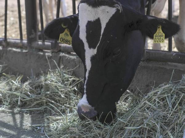 Autoridades instan a cuidar heridas y vigilar mascotas.