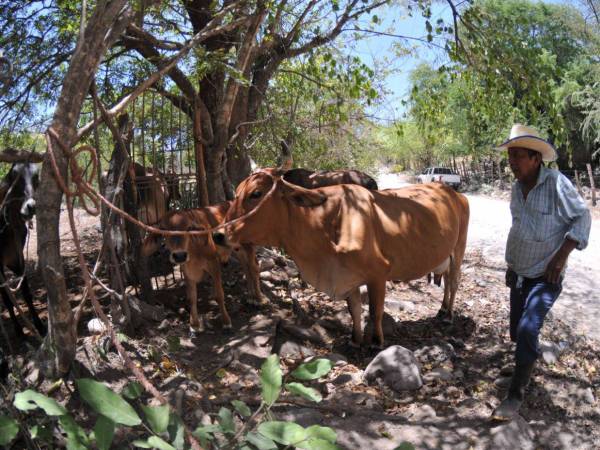 El pequeño ganadero David Álvarez llega todos los días, a las 3:00 de la madrugada, a un pozo comunitario para conseguir agua para su ganado.
