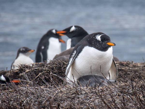 Se trata del 'Pygoscelis Kerguelensis', considerado un nuevo linaje en los llamados pingüinos Papúa, cuya taxonomía ha sido debatida durante décadas.
