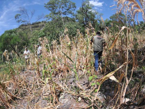 Los municipios que ya figuran en alerta amarilla se han visto afectados por la pérdida de las cosechas, poniendo en riesgo la seguridad alimentaria.