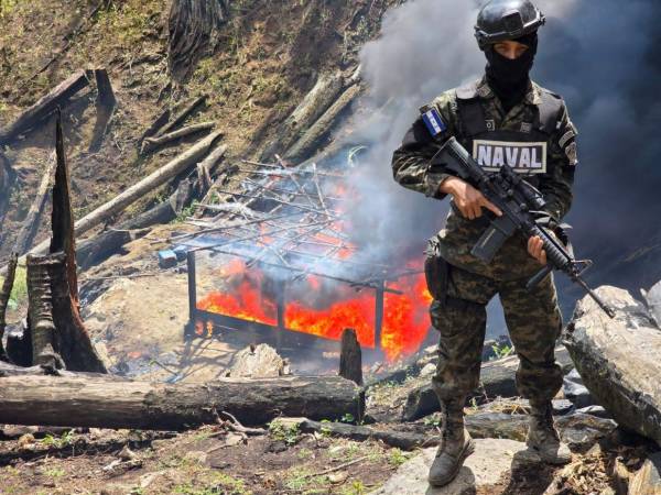 Miembros de las Fuerzas Armadas y del Ministerio Público participaron en la erradicación de cultivos ilícitos en el Parque Nacional Botaderos, en Colón.