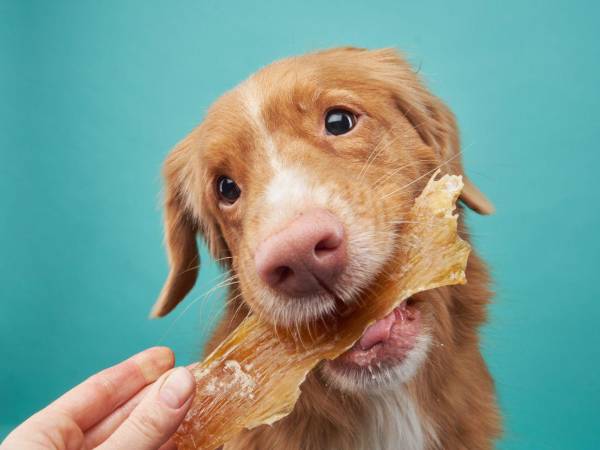 Para mascotas con afecciones médicas, consulte primero con su veterinario de confianza antes de ofrecerles estos snacks.