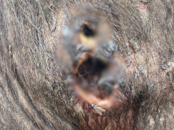 La mosca llega hasta las heridas de los animales y deposita cientos de huevecillos que se convierten en gusanos.