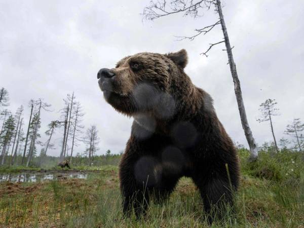 Los tres sentenciados no disputaron los cargos, según informó el Departamento de Seguros de California.