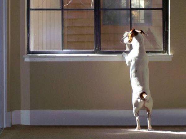 Para quienes tienen animales rescatados, encontrar una vivienda que permita su permanencia puede convertirse en una dificultad adicional al momento de buscar alquiler.
