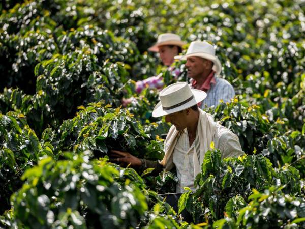 Cosechadores realizan su labor en los cafetales, un esfuerzo que impulsa la economía hondureña.