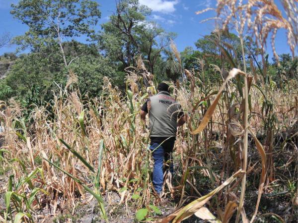 EL HERALDO Plus comprobó que los cultivos se perdieron en la mayor parte del Corredor Seco.