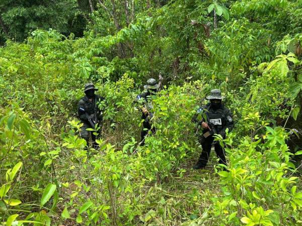 Efectivos de las Fuerzas Armadas de Honduras localizaron la plantación de arbustos de hoja de coca en un sector montañoso del municipio de Bonito Oriental del departamento de Colón.