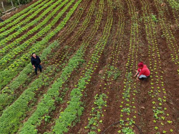 Agricultores de Azacualpa plantean vender verduras procesadas a hoteles y restaurantes de Tegucigalpa para reducir pérdidas y mejorar ingresos.