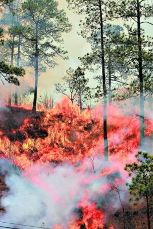 Devastado bosque capitalino