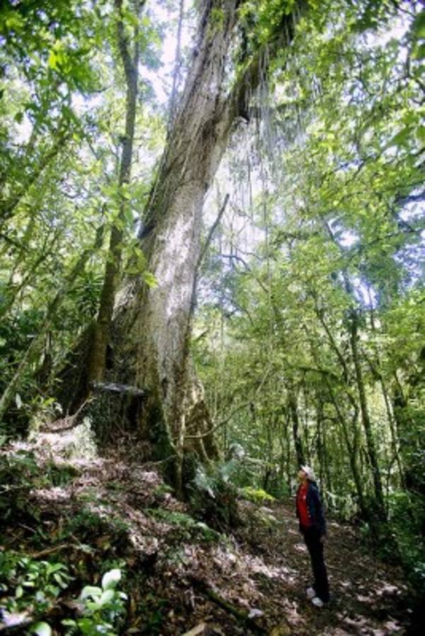 Exuberante belleza natural en La Tigra