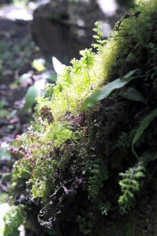 Exuberante belleza natural en La Tigra