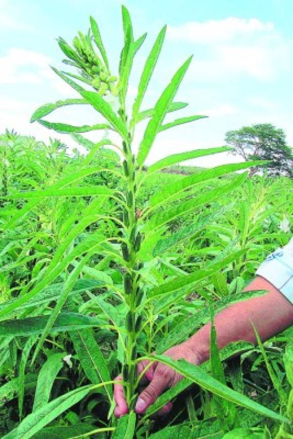 Cultivos alternativos mantienen a flote el sector agrícola del sur