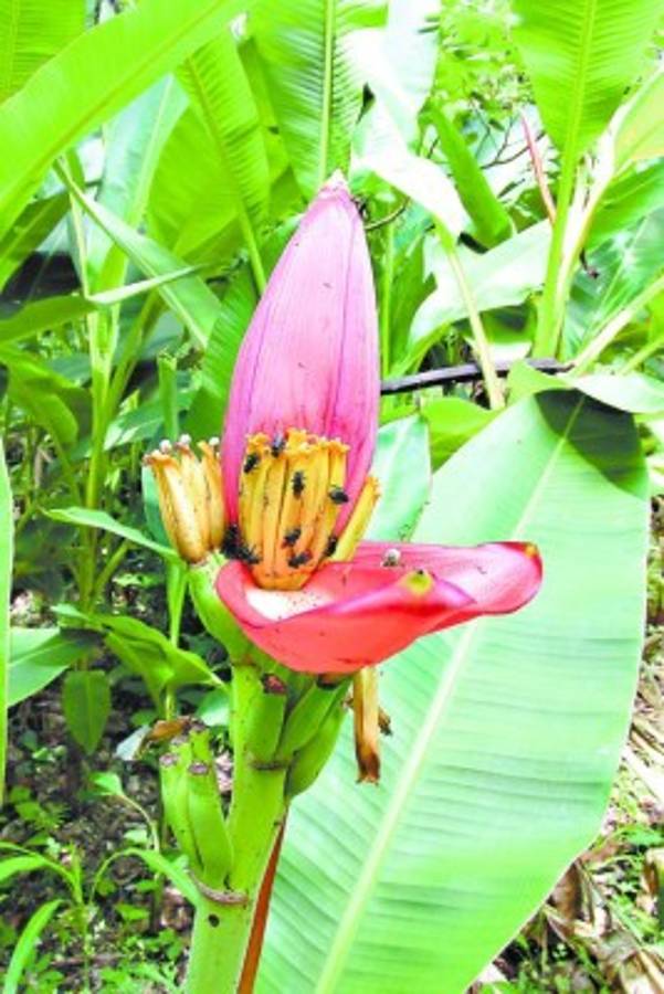Jardín Botánico El Carao, santuario de vida silvestre en La Libertad