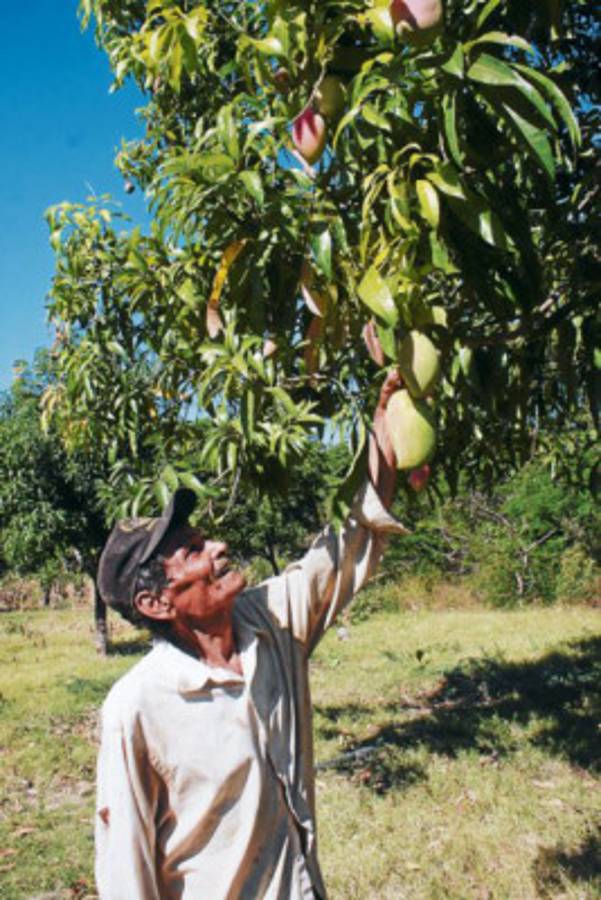 Honduras: Producción que surgió en la pobreza