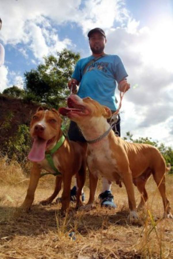 Lo que no sabías de los Pitbull