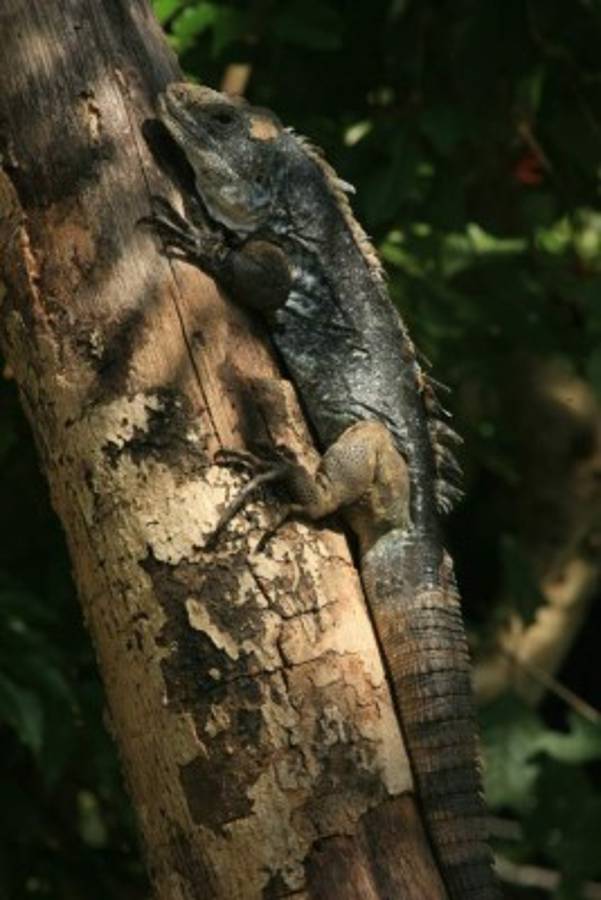 El garrobo de swampo o garrobo negro (Ctenosaura bakeri) tiene su hábitat en la isla.