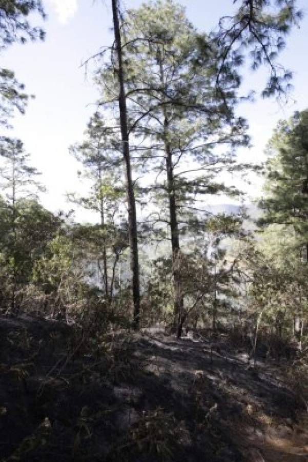 Dos incendios forestales consumen zona boscosa de Uyuca y La Trinidad