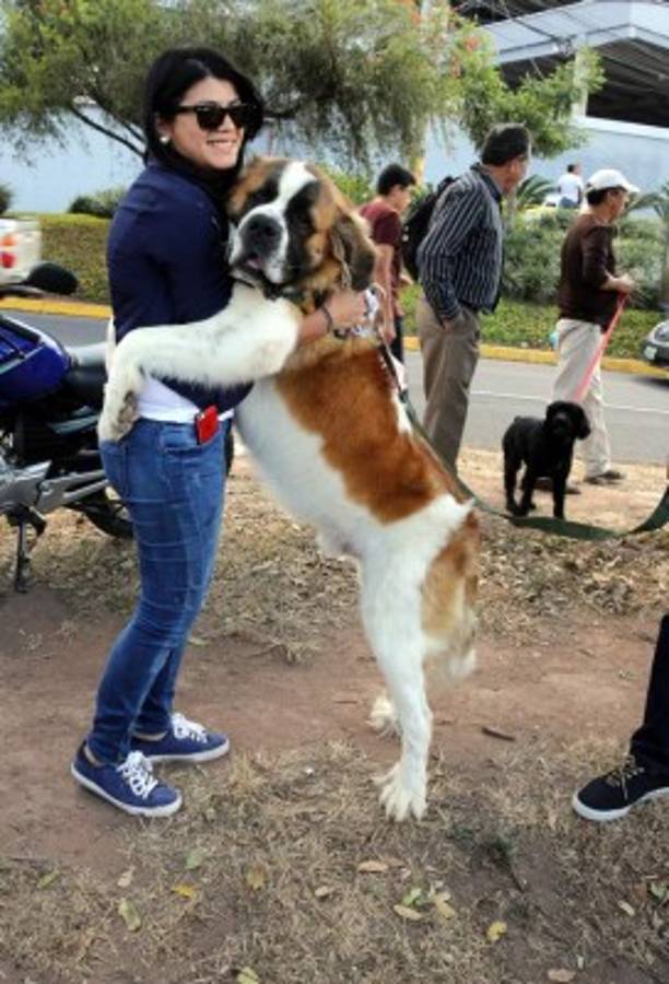 Honduras: Exigen protección para sus fieles amigos