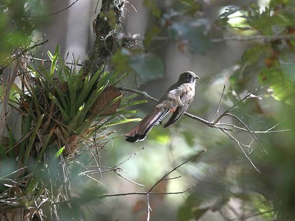 Mientras los rayos del sol besas sus alas, un ave se posa en la rama de un árbol en una montaña cercana a la aldea de Mateo, Francisco Morazán. (Foto: Efraín Salgado)