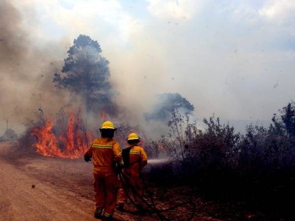 En los reportes de las autoridades se menciona que el 73% de los incendios reportados en áreas protegidas son provocados por mano criminal.
