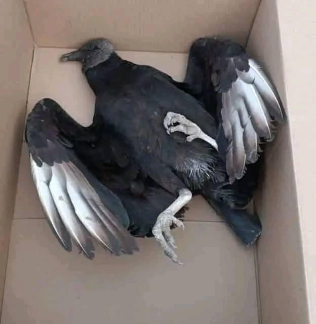 Para reír: Memes hacen pedazos a Motagua tras ser eliminado por Alajuelense en Copa Centroamericana