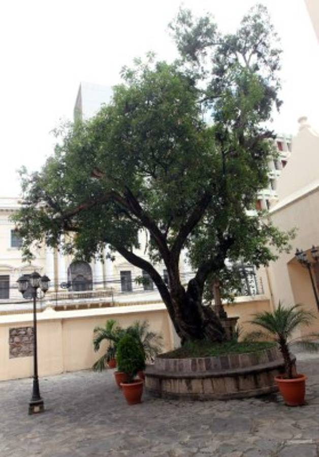 Históricos árboles, testigos del tiempo en la capital