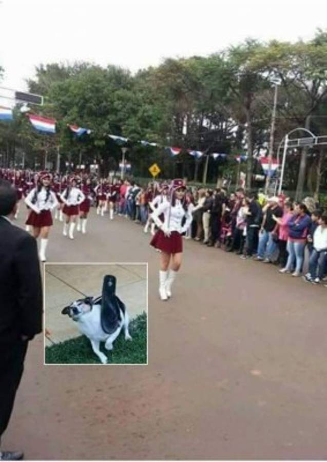 Foto del perro en desfile se vuelve viral en redes sociales