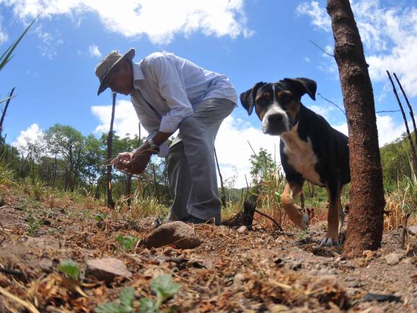 La falta de agua ya mantiene en crisis alimentaria a miles de hondureños. Las autoridades tienen vigente la alerta amarilla para 75 municipios y verde en 49.