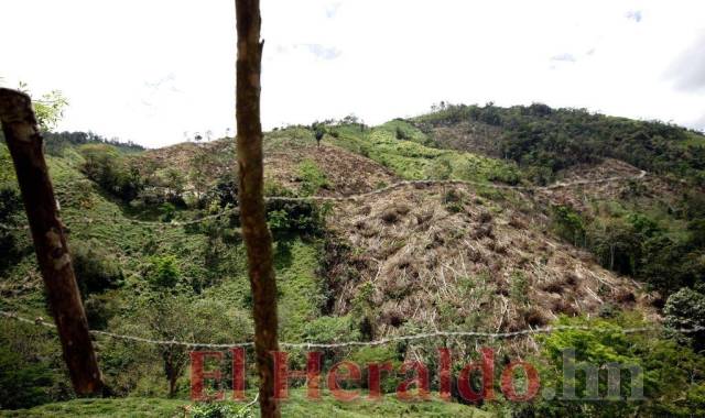 La Unidad Investigativa de EL HERALDO constató la gran cantidad de árboles que son sacrificados en la Biósfera del Río Plátano y Reserva del Hombre para la extensión de la frontera ganadera.