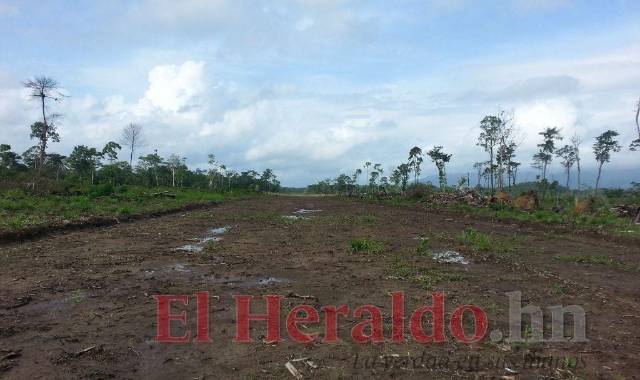 Las narcopistas miden en promedio mil metros de largo por 15 de ancho, lo suficiente para aterrizar una avioneta.