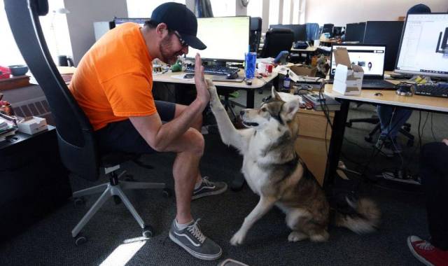 Los empleados disfrutan de sus mascotas, quienes caminan con libertad en las oficinas; estos animales tienen sus propios espacios.