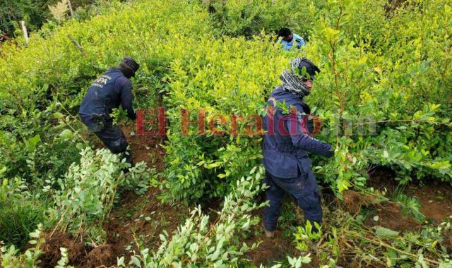 Enormes plantaciones de coca han identificado las autoridades en el país.