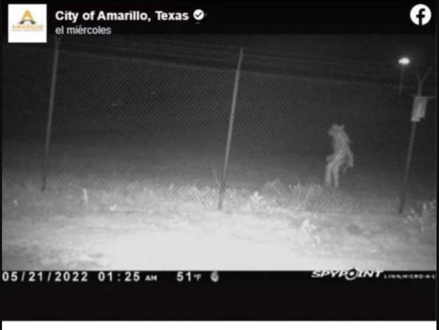 Captan a extraña criatura afuera de un zoológico en Texas