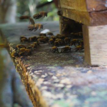 Las leyes actuales en Perú reconocen sólo a la abeja melífera como especie de interés nacional, los meliponicultores y los recolectores de miel silvestre carecen de muchas opciones de financiamiento