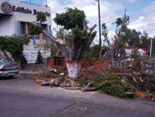 Multas por cortes ilegales de árboles en el Distrito Central han dejado L 220 mil a la Alcaldía