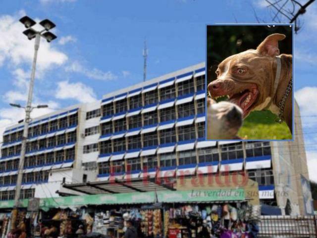Hospital Escuela ha atendido a 17 personas que fueron atacadas por perros