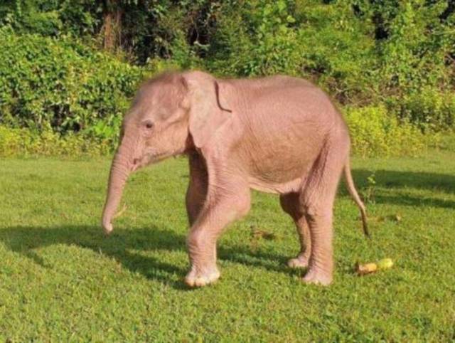 Nace un inusual elefante blanco en Birmania, Asia