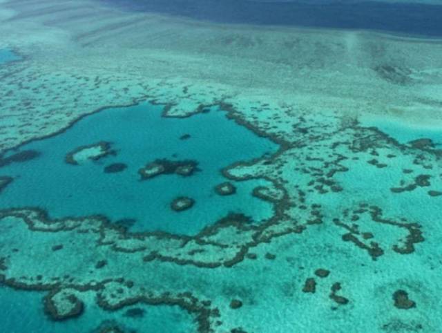 Ola de calor blanquea el 91% de la Gran Barrera de Coral, según informe