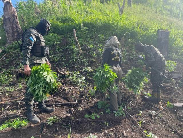 Incineran más de 13 mil plantas de marihuana en Tocoa, Colón