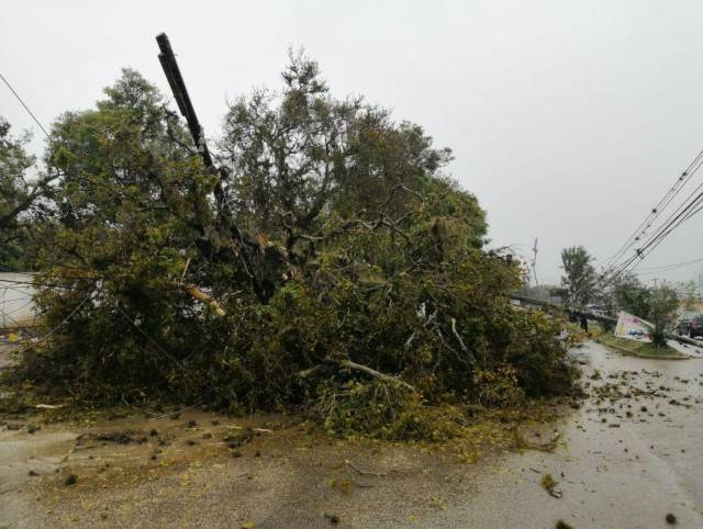 Frondosos árboles fueron derribados. También se reportaron daños en el servicio eléctrico.