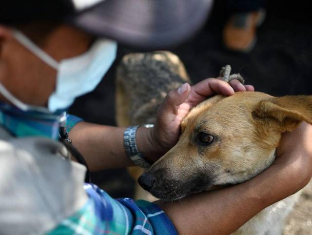 Una aldea en Guatemala entrena para evacuar a sus animales ante erupción volcánica