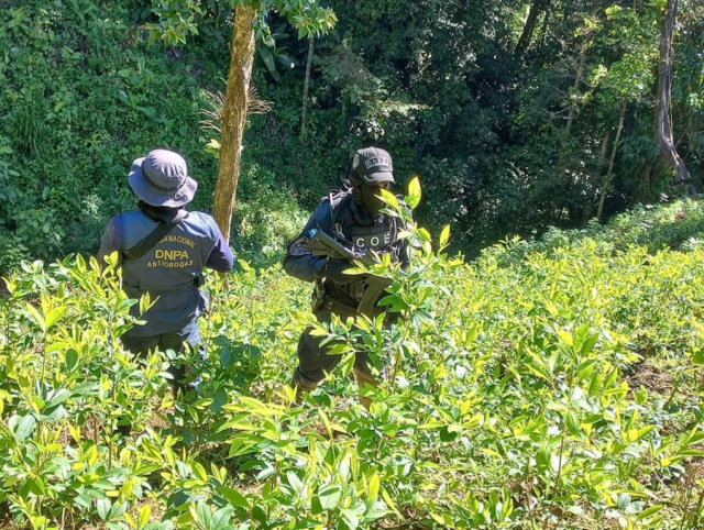 Erradican más de 145 mil arbustos de supuesta coca de la banda “Montes Bobadilla” en Colón