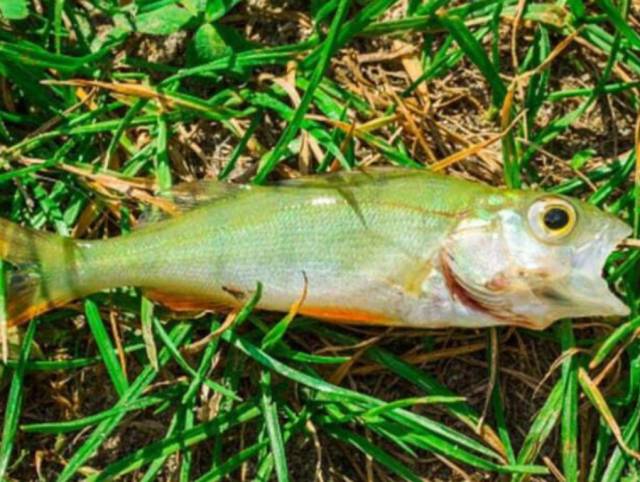 Tras meses de estudios, científicos logran explicar “lluvia de peces” en Texas